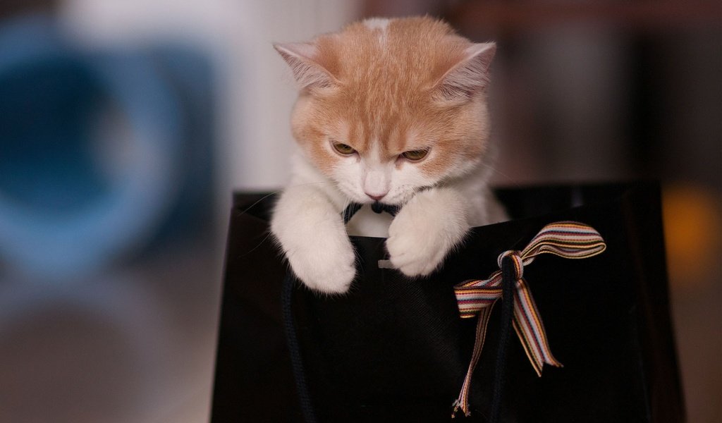 Обои кошка, котенок, подарок, киса, сумка, cat, kitty, gift, bag разрешение 1920x1200 Загрузить