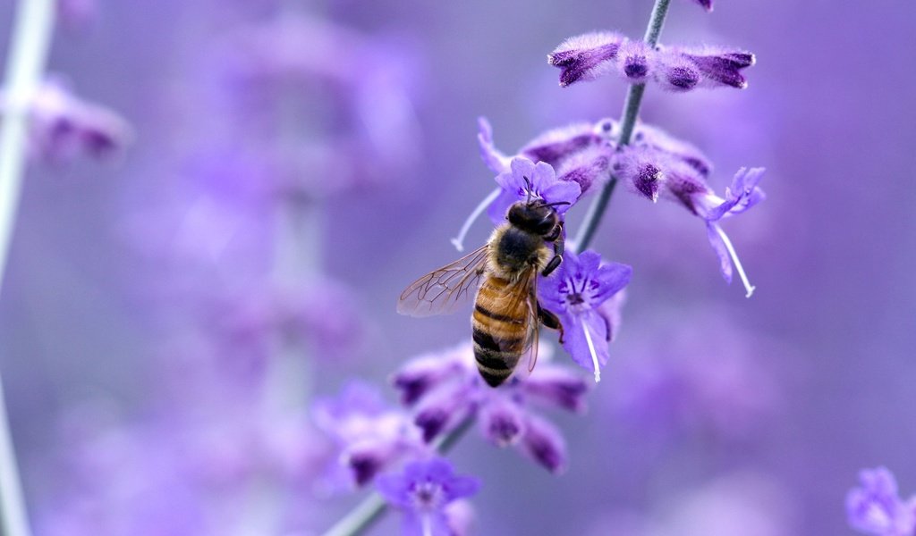 Обои макро, цветок, насекомые, пчела, macro, flower, insects, bee разрешение 1920x1200 Загрузить