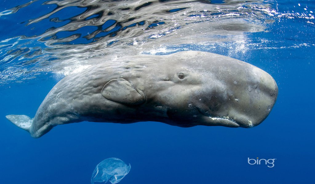 Обои море, кит, кашалот, sea, kit, sperm whale разрешение 1920x1200 Загрузить