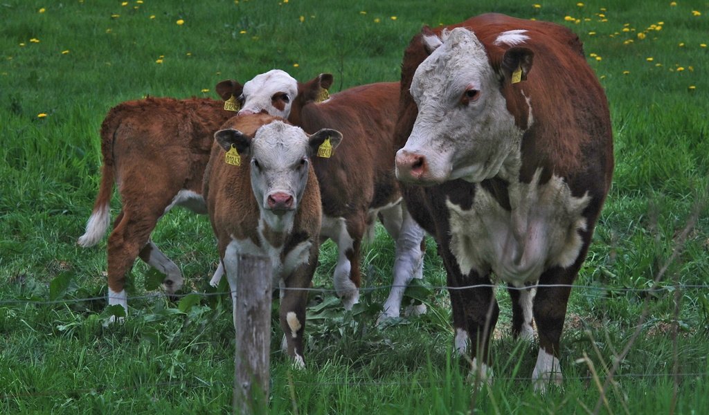 Обои трава, ограждение, одуванчики, корова, коровы, телята, grass, the fence, dandelions, cow, cows, calves разрешение 1920x1200 Загрузить