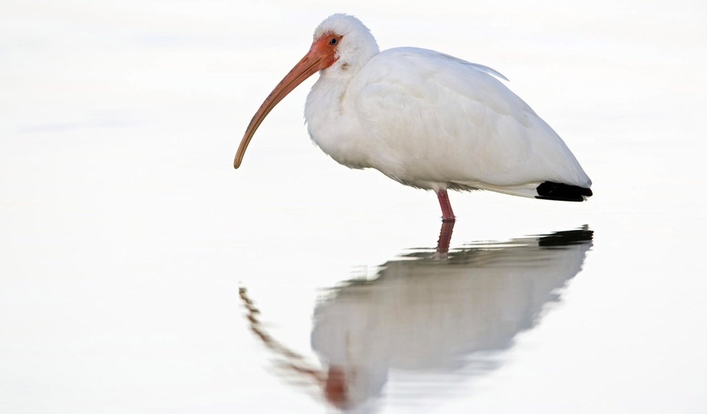 Обои отражение, белый, птица, клюв, птица в воде, ибис, reflection, white, bird, beak, the bird in the water, ibis разрешение 1920x1200 Загрузить