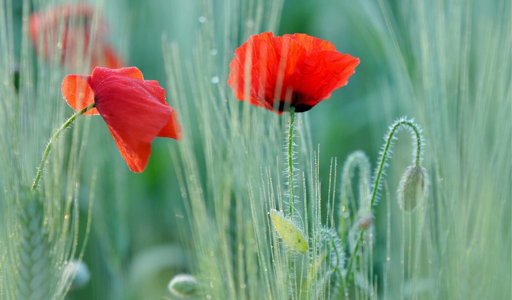 Обои красные маки, red poppies разрешение 1920x1275 Загрузить