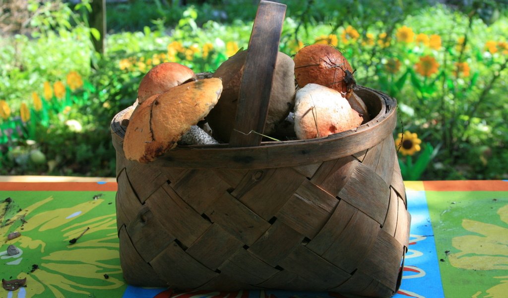 Обои природа, осень, грибы, корзина, грибы в лукошке, nature, autumn, mushrooms, basket, mushrooms in a basket разрешение 1920x1280 Загрузить