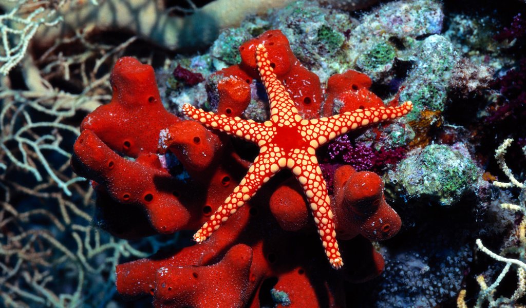 Обои мир, морская звезда, подводный, the world, starfish, underwater разрешение 1920x1200 Загрузить