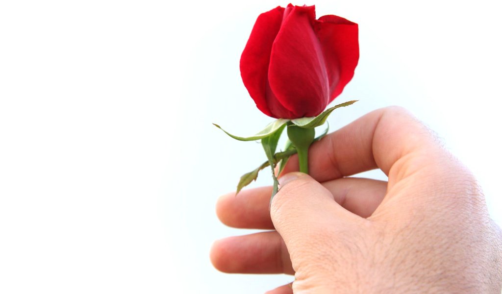 Обои роза, праздник, для любимой, rose, holiday, for the beloved разрешение 1920x1200 Загрузить