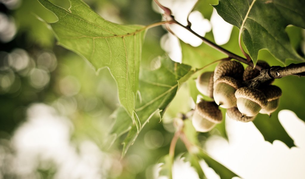 Обои ветка, дерево, листья, дуб, жёлуди, branch, tree, leaves, oak, acorns разрешение 1920x1275 Загрузить