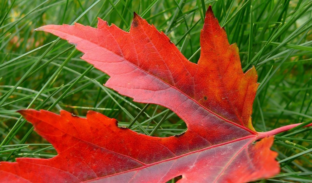 Обои трава, природа, макро, осень, красный, лист, клен, grass, nature, macro, autumn, red, sheet, maple разрешение 1920x1200 Загрузить