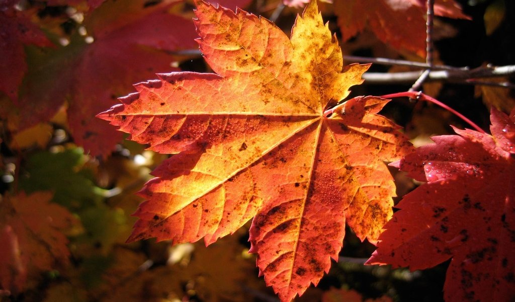 Обои ветка, природа, листья, макро, осень, клен, branch, nature, leaves, macro, autumn, maple разрешение 1920x1200 Загрузить