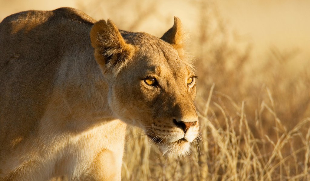 Обои морда, взгляд, лев, охота, львица, львица на охоте, face, look, leo, hunting, lioness, lioness on the hunt разрешение 1920x1280 Загрузить