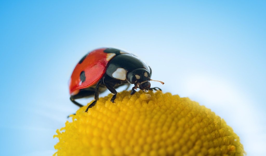 Обои небо, макро, цветок, насекомые, божья коровка, the sky, macro, flower, insects, ladybug разрешение 1920x1280 Загрузить