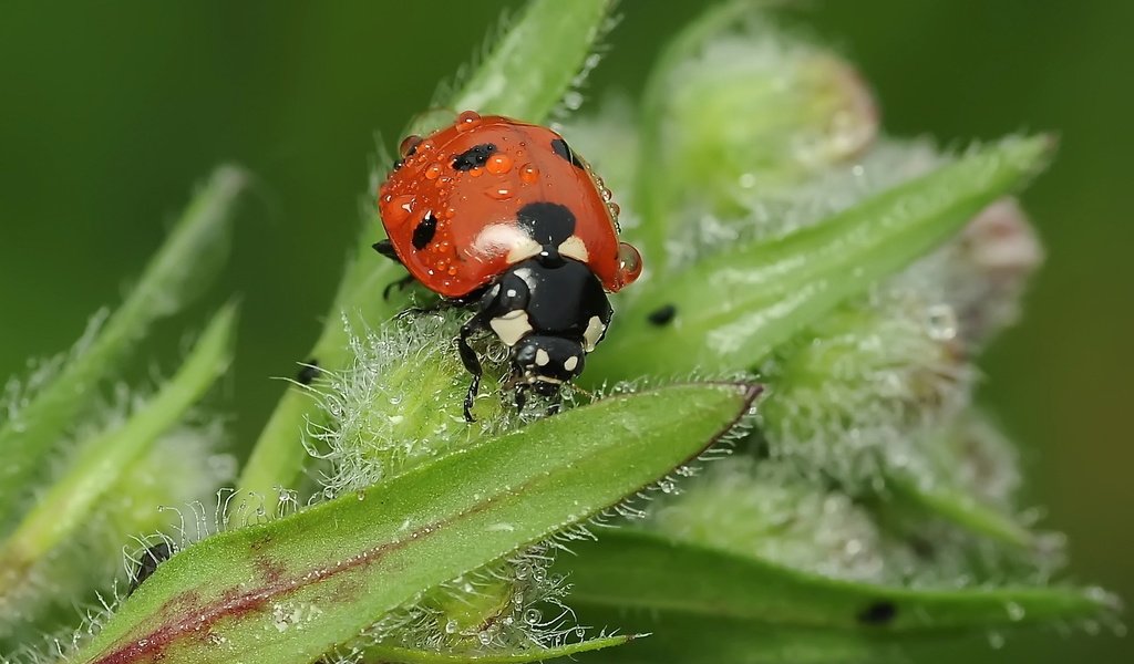 Обои насекомое, роса, божья коровка, растение, insect, rosa, ladybug, plant разрешение 1920x1200 Загрузить