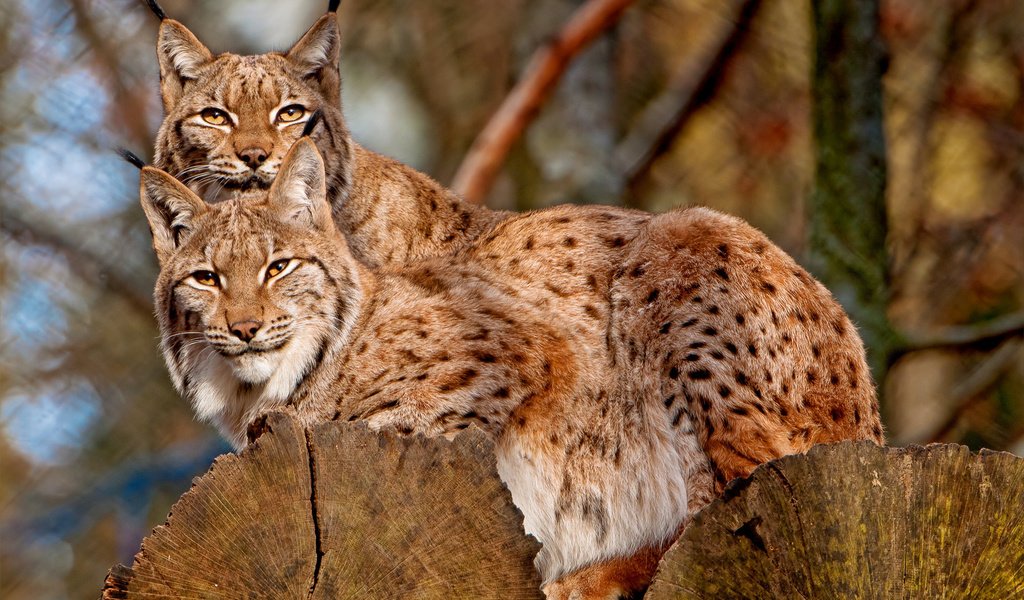 Обои рысь, на дереве, кисточки, две, две рыси, lynx, on the tree, brush, two, two lynx разрешение 1920x1280 Загрузить