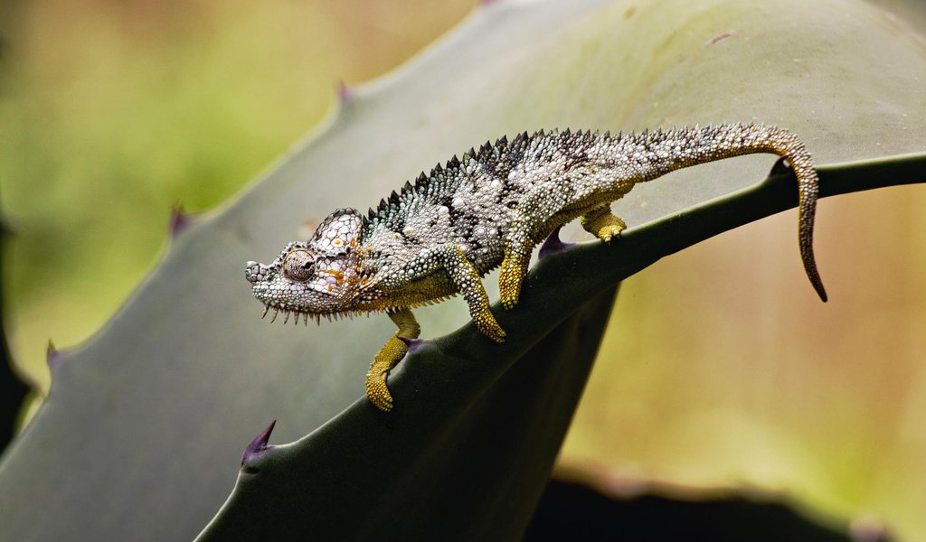 Обои лист, ящерица, колючки, растение, хамелеон, sheet, lizard, barb, plant, chameleon разрешение 1920x1200 Загрузить