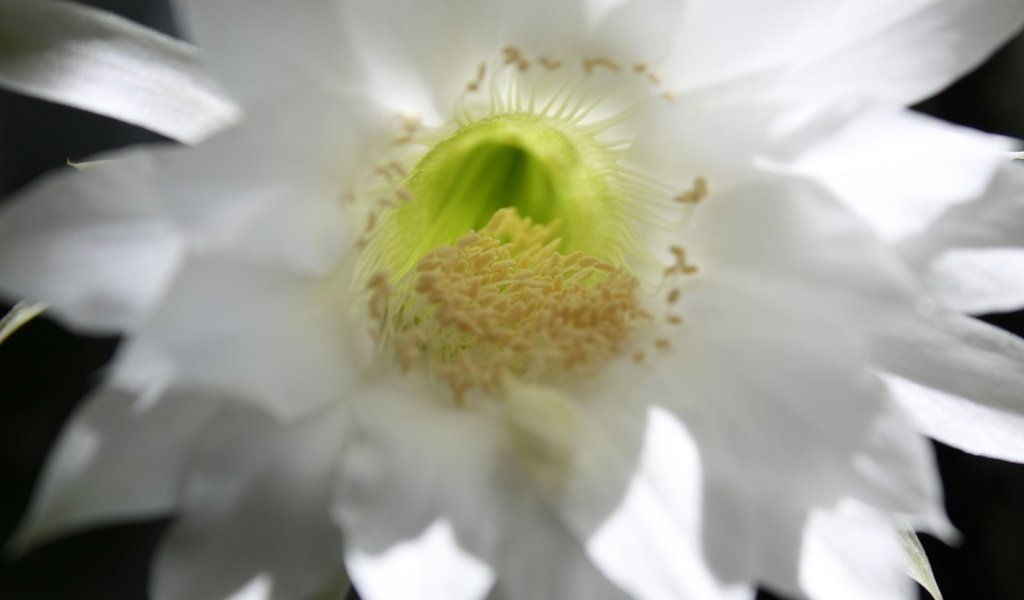 Обои цветок, лепестки, белый, нежный, кактус, flower, petals, white, gentle, cactus разрешение 1920x1280 Загрузить