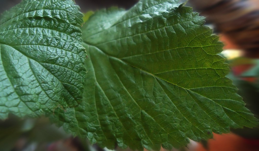 Обои крупный план, листья малины, close-up, raspberry leaves разрешение 2560x1600 Загрузить