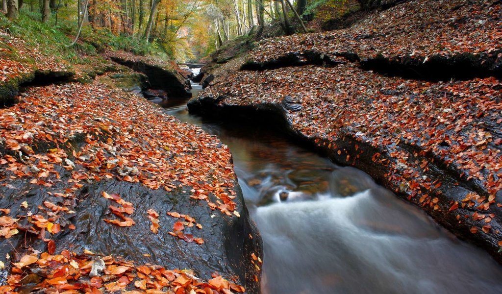 Обои деревья, лес, ручей, осень, листопад, осенние листья, trees, forest, stream, autumn, falling leaves, autumn leaves разрешение 1920x1200 Загрузить