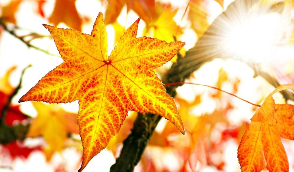 Обои листья, макро, осень, клен, leaves, macro, autumn, maple разрешение 1920x1200 Загрузить