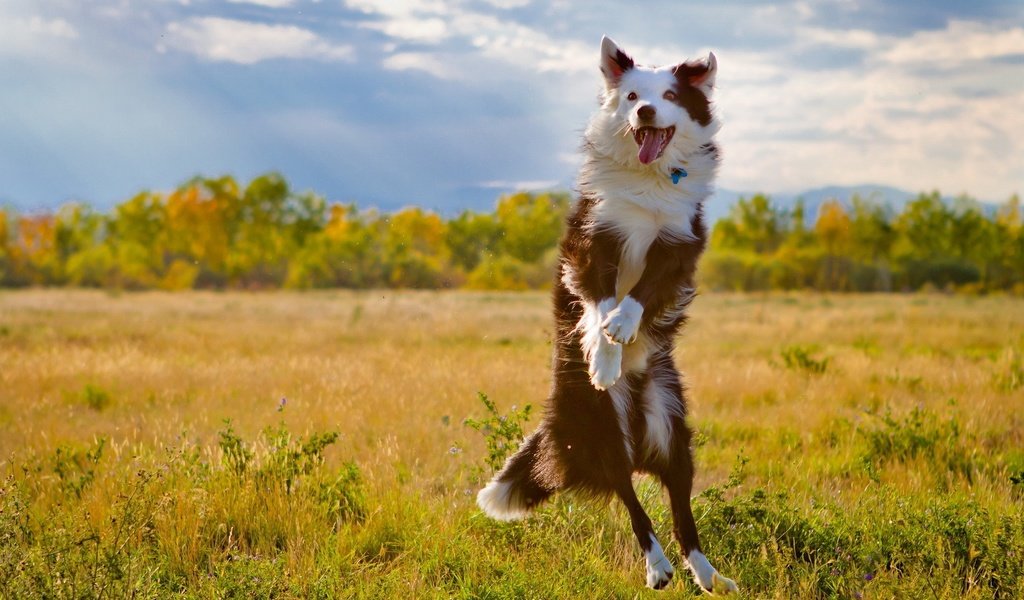 Обои поле, собака, прыжок, язык, бордер-колли, field, dog, jump, language, the border collie разрешение 1920x1280 Загрузить