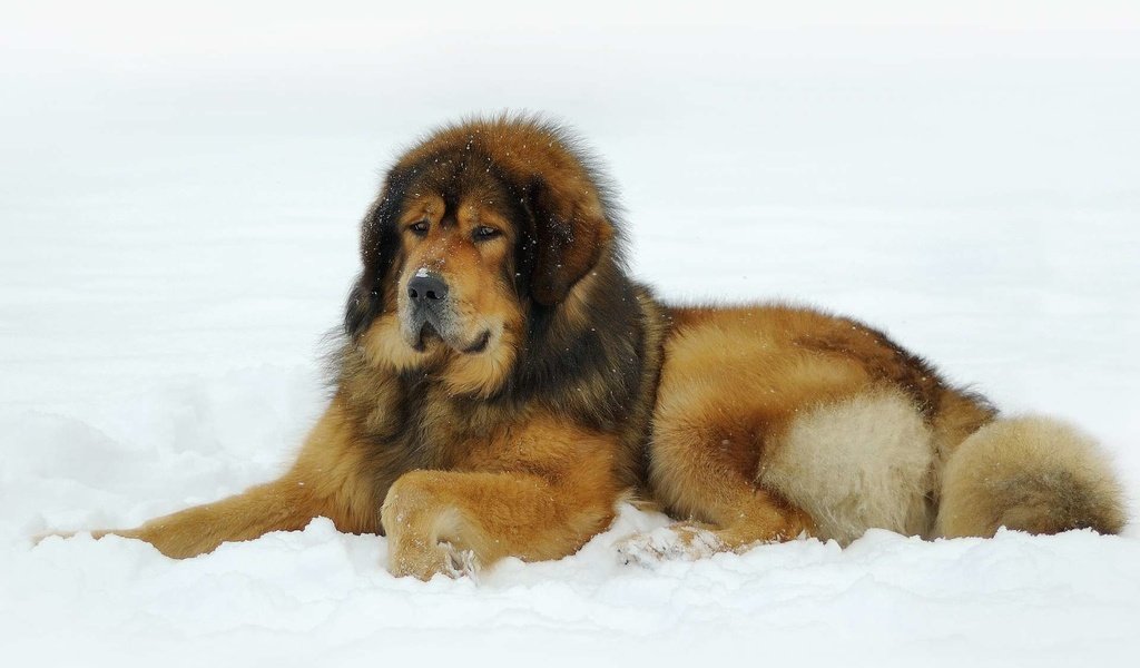 Обои снег, тибетский мастиф, snow, tibetan mastiff разрешение 1920x1200 Загрузить