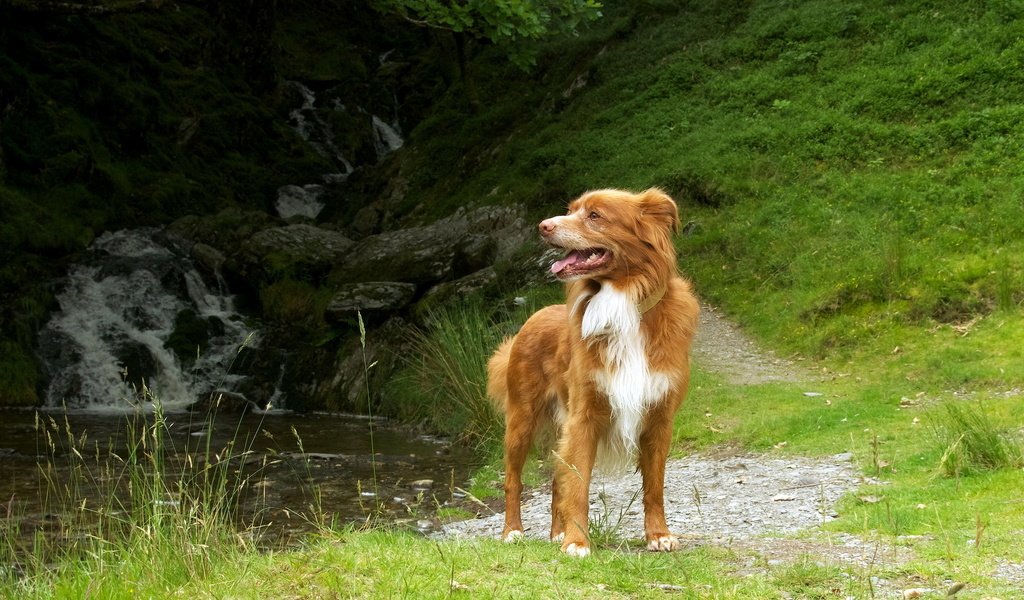 Обои трава, природа, собака, пес, новошотландский ретривер, grass, nature, dog, nova scotia duck tolling retriever разрешение 1920x1200 Загрузить