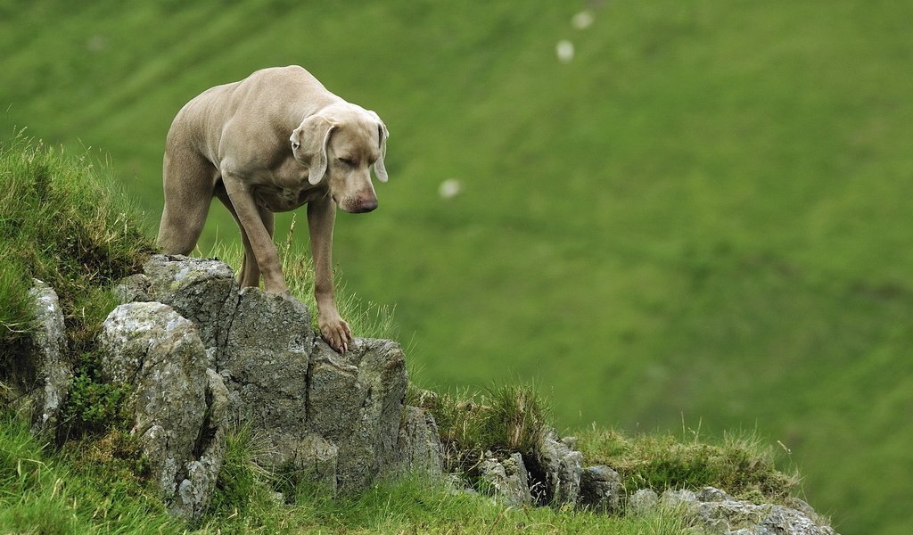 Обои веймаранер, the weimaraner разрешение 1920x1200 Загрузить