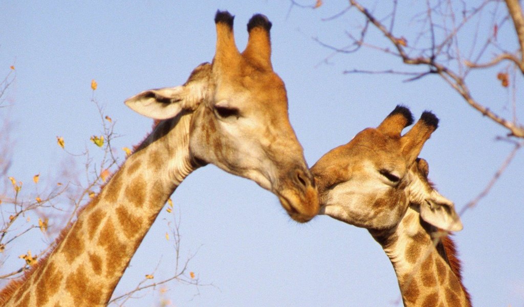 Обои поцелуй, жирафы, kiss, giraffes разрешение 1920x1200 Загрузить