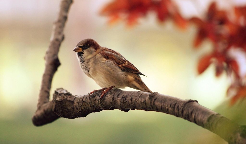 Обои ветка, осень, птица, клюв, воробей, перья, branch, autumn, bird, beak, sparrow, feathers разрешение 1920x1200 Загрузить