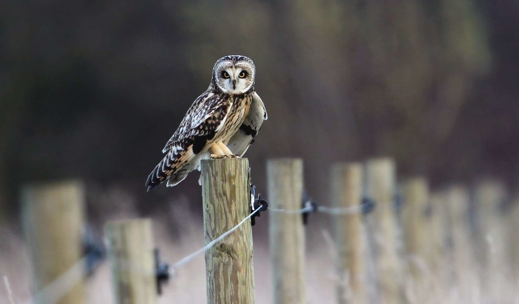 Обои сова, забор, птица, owl, the fence, bird разрешение 1920x1200 Загрузить