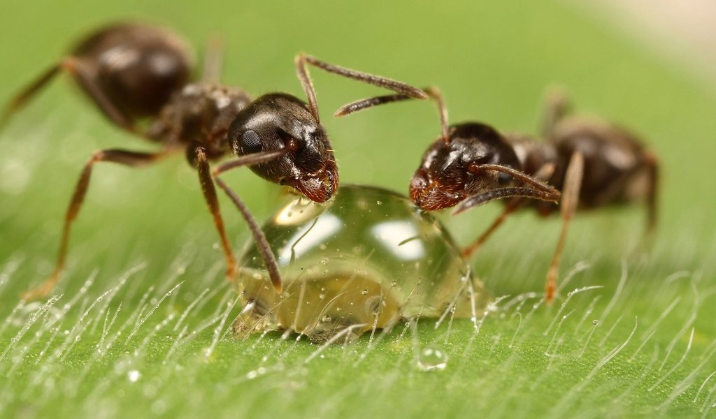 Обои макро, капля, насекомые, муравей, муравьи, macro, drop, insects, ant, ants разрешение 1920x1200 Загрузить