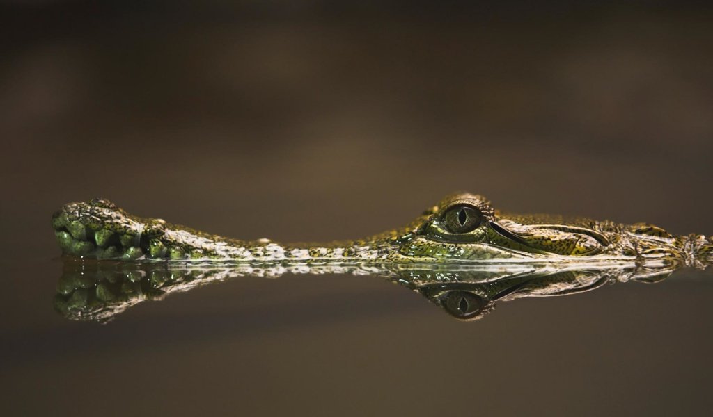 Обои вода, река, отражение, глаз, крокодил, пресмыкающиеся, water, river, reflection, eyes, crocodile, reptiles разрешение 1920x1200 Загрузить