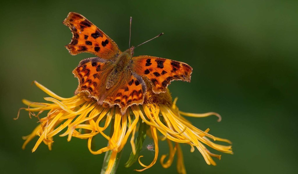 Обои насекомое, цветок, бабочка, крылья, насекомые, insect, flower, butterfly, wings, insects разрешение 1920x1200 Загрузить