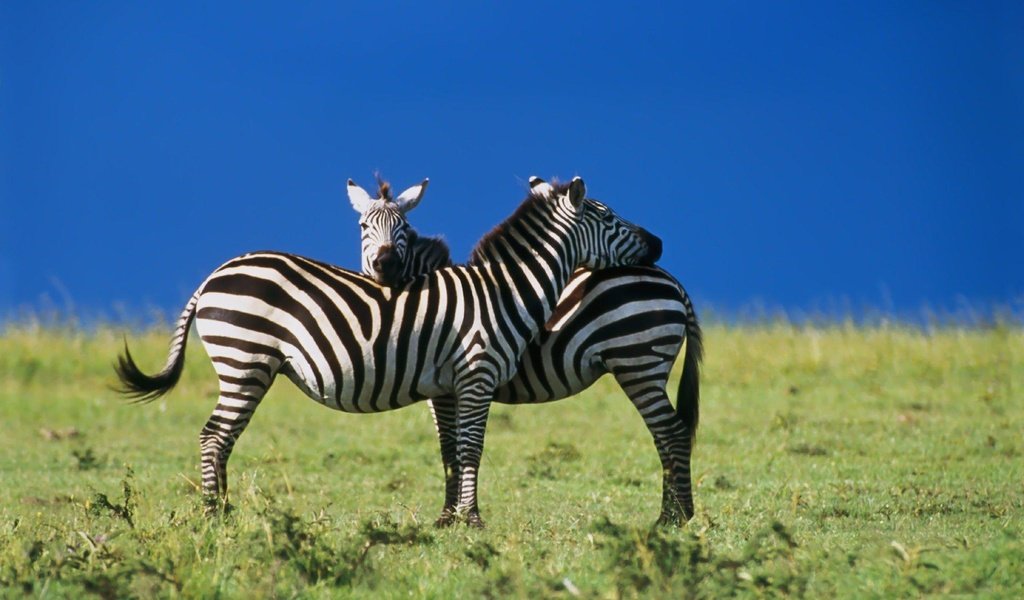 Обои зебра, любовь, zebra, love разрешение 1920x1200 Загрузить