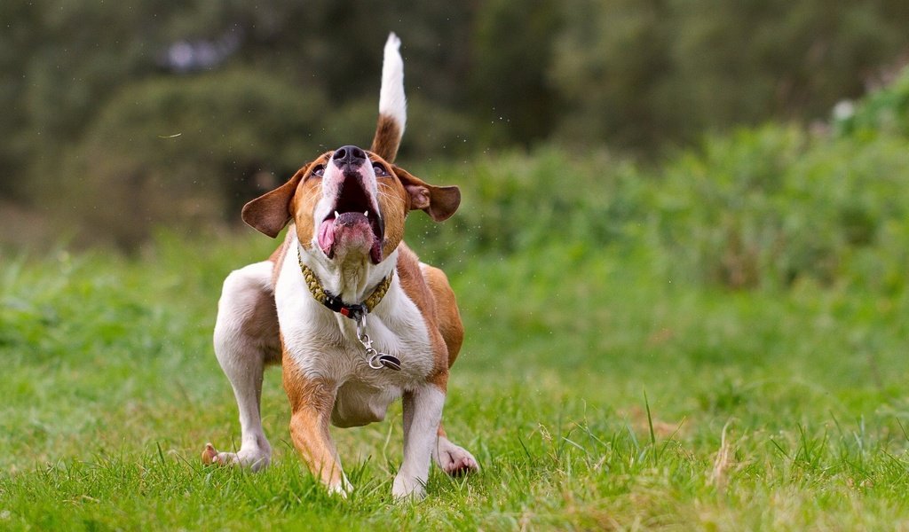 Обои трава, фон, поле, собака, ошейник, бег, grass, background, field, dog, collar, running разрешение 1920x1200 Загрузить