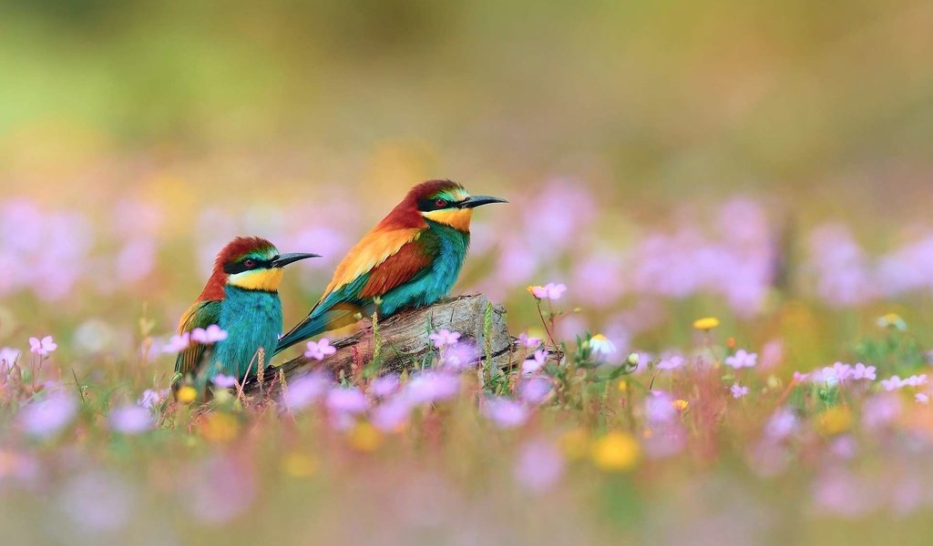 Обои птица, золотистые, щурки, bird, golden, bee-eaters разрешение 1920x1200 Загрузить