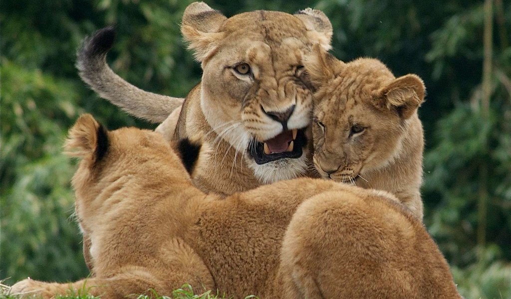Обои хищник, большая кошка, львы, лев, львята, львица, детеныши, predator, big cat, lions, leo, the cubs, lioness, cubs разрешение 1920x1200 Загрузить