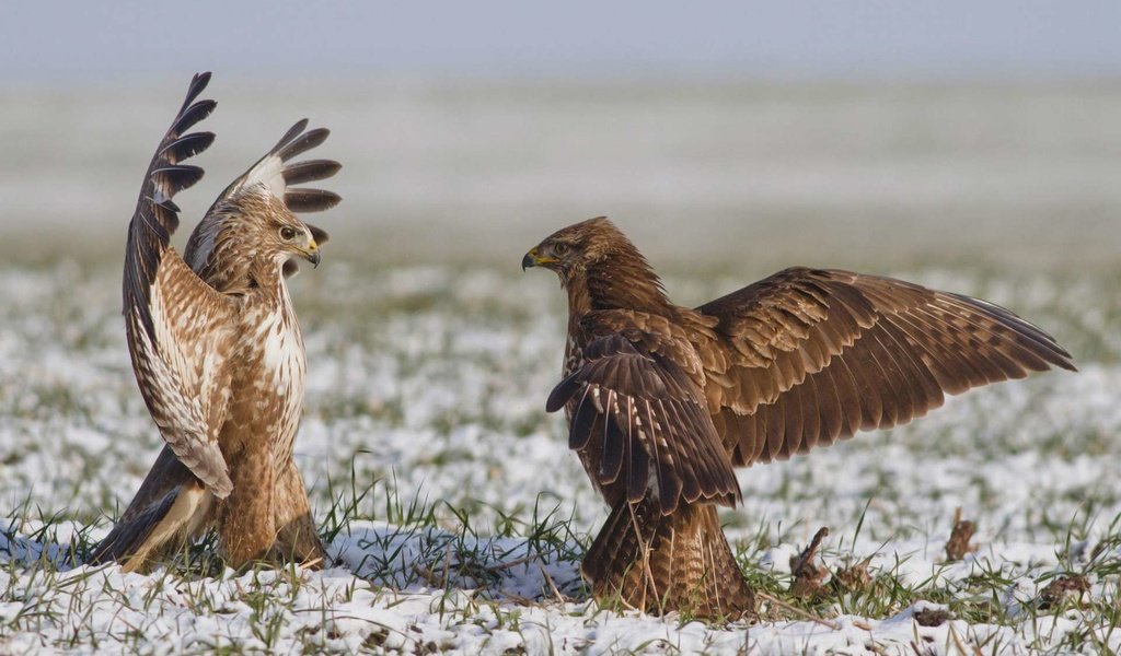 Обои орел, схватка, eagle, fight разрешение 1920x1200 Загрузить