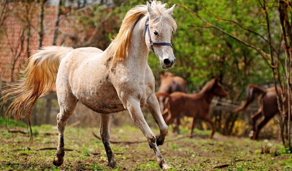 Обои лошадь, конь, грива, бег, копыта, horse, mane, running, hooves разрешение 1920x1200 Загрузить