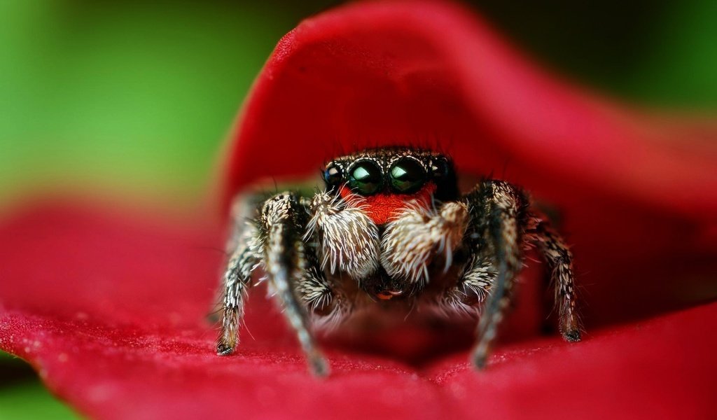 Обои глаза, листья, макро, насекомое, цветок, паук, eyes, leaves, macro, insect, flower, spider разрешение 1920x1200 Загрузить