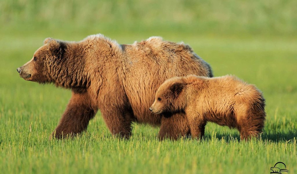 Обои трава, медведь, прогулка, медведи, детеныш, медвежонок, бурый медведь, медведица, grass, bear, walk, bears, cub, brown bear разрешение 1920x1200 Загрузить