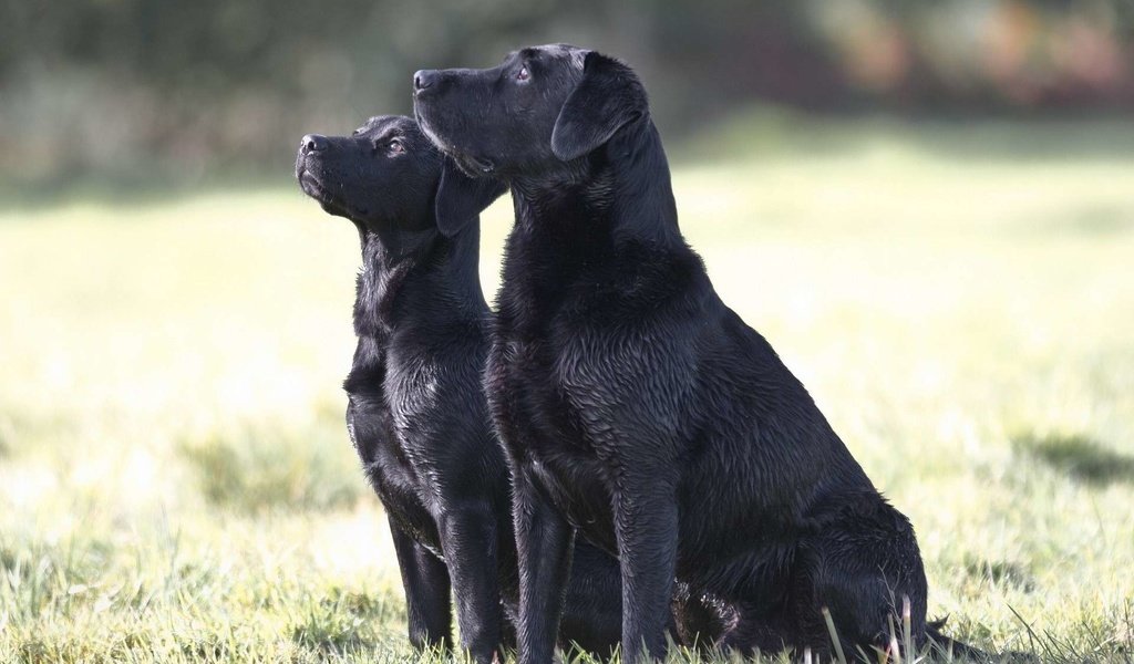 Обои трава, чёрные, лабрадор, собаки, сидят, две собаки, grass, black, labrador, dogs, sitting, two dogs разрешение 1920x1200 Загрузить