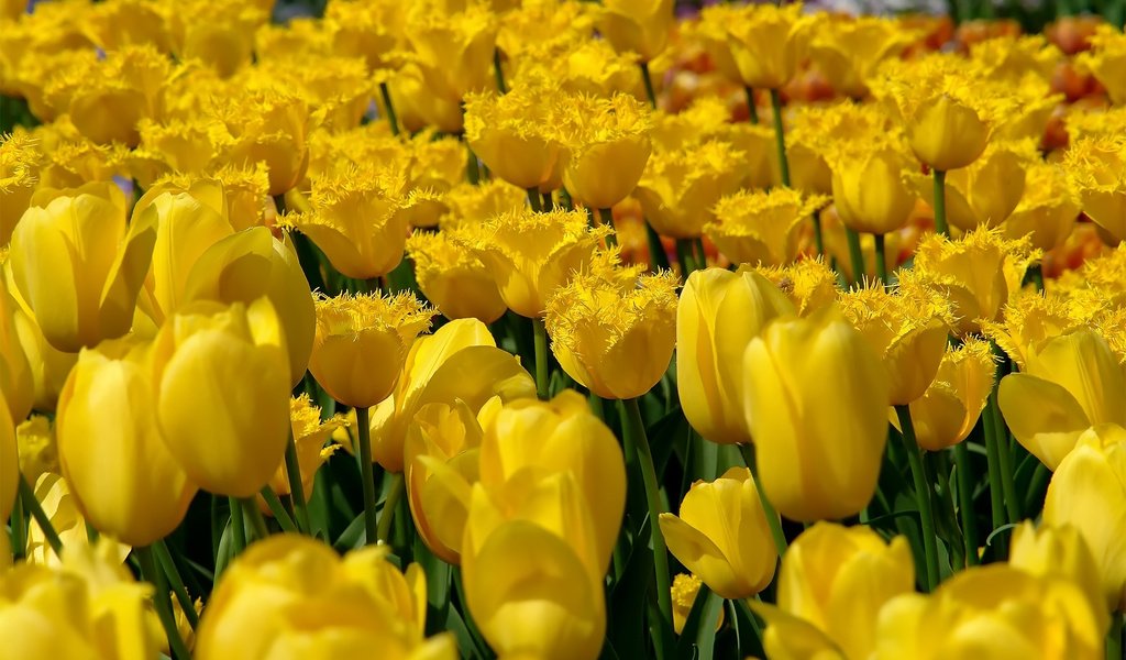 Обои цветы, природа, поле, тюльпаны, желтые, flowers, nature, field, tulips, yellow разрешение 1920x1200 Загрузить