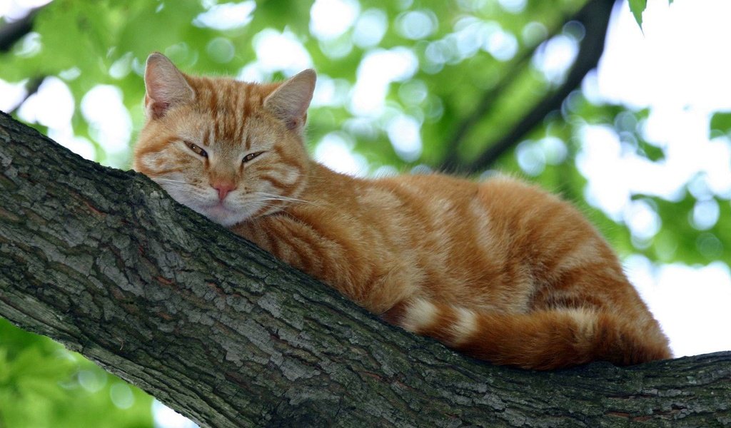 Обои дерево, кот, кошка, спит, рыжий, tree, cat, sleeping, red разрешение 1920x1200 Загрузить