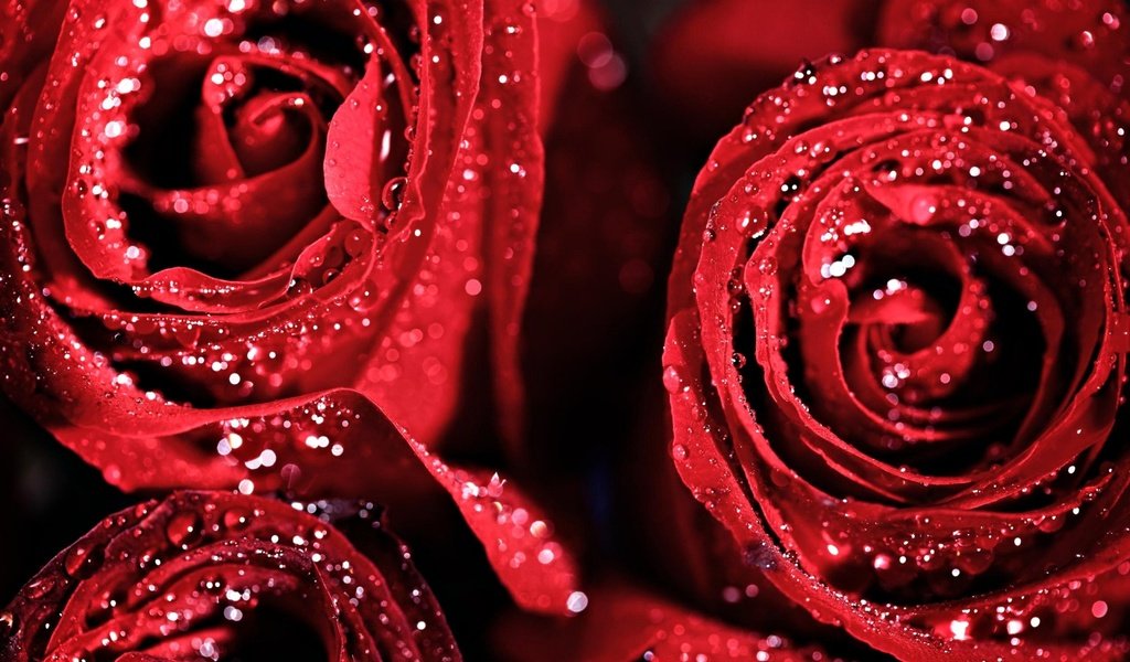 Обои цветы, капли, розы, роза, букет, красная роза, flowers, drops, roses, rose, bouquet, red rose разрешение 1920x1200 Загрузить