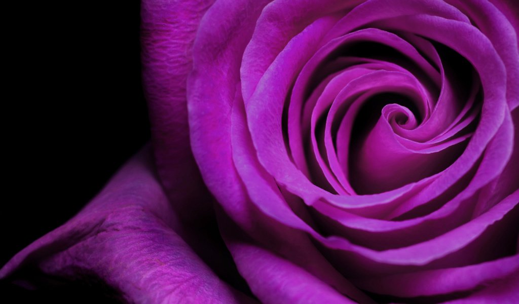 Обои макро, цветок, роза, фиолетовый, красивая, macro, flower, rose, purple, beautiful разрешение 1920x1200 Загрузить