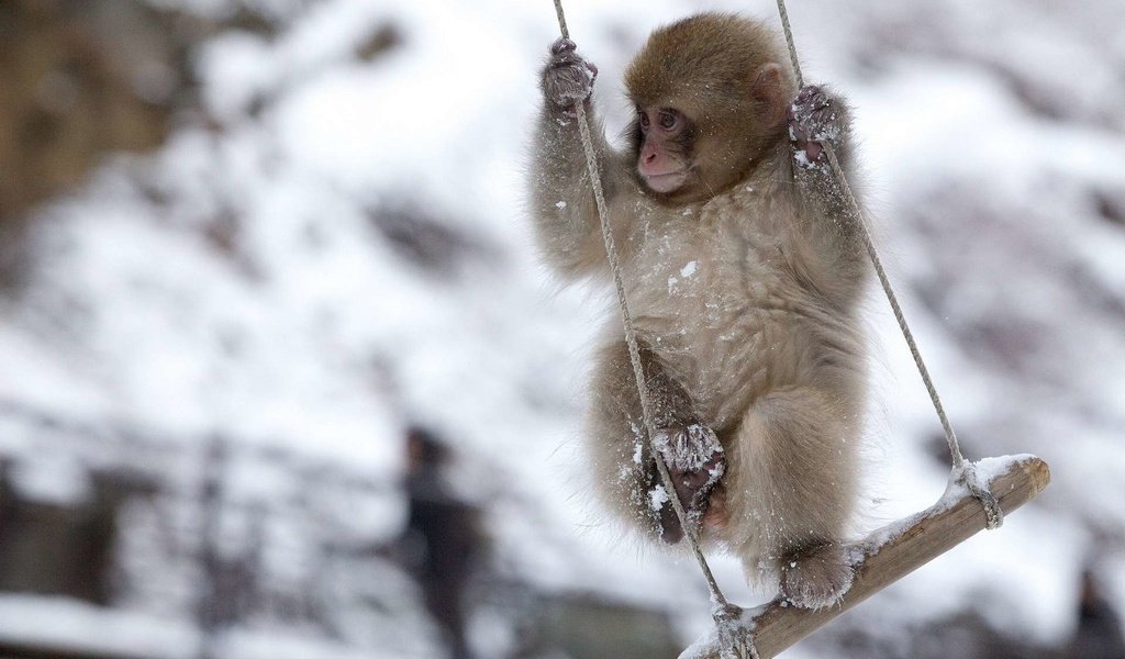 Обои обезьяна, качели, обезьянка, снежная, японская макака, monkey, swing, snow, japanese macaque разрешение 1920x1200 Загрузить