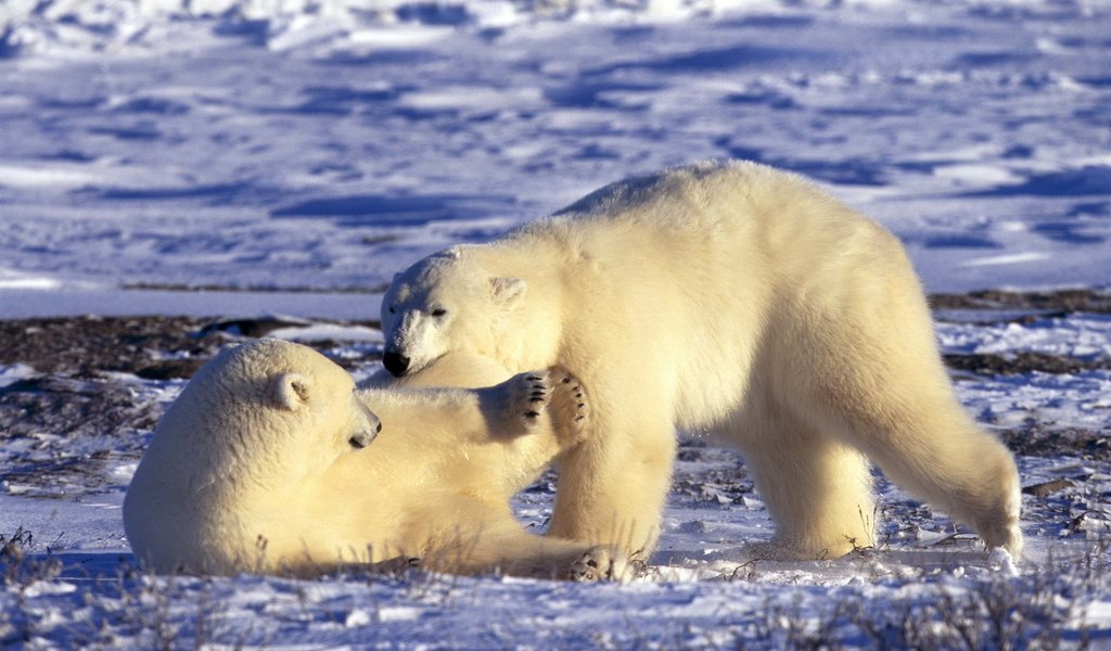 Обои снег, полярный медведь, медведь, белые, медведи, белый медведь, арктика, snow, polar bear, bear, white, bears, arctic разрешение 2560x1696 Загрузить