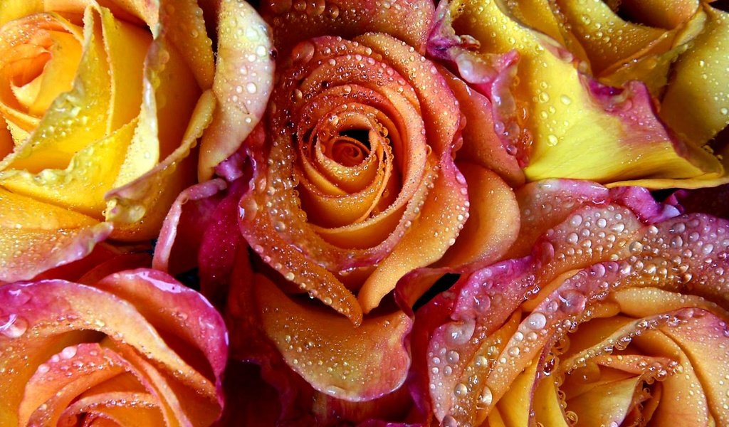 Обои цветы, розы, роза, flowers, roses, rose разрешение 1920x1080 Загрузить