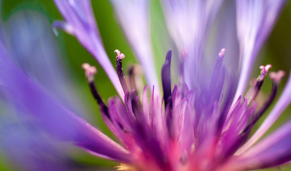 Обои макро, синий, цветок, лепестки, василек, сердцевина, macro, blue, flower, petals, cornflower, core разрешение 1920x1080 Загрузить