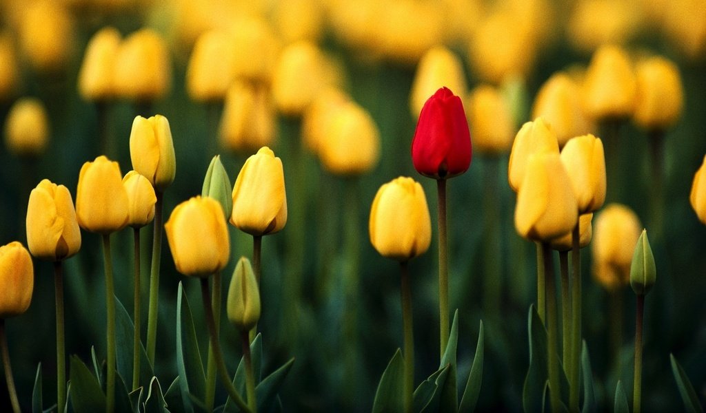 Обои цветы, бутоны, весна, тюльпаны, flowers, buds, spring, tulips разрешение 1920x1080 Загрузить