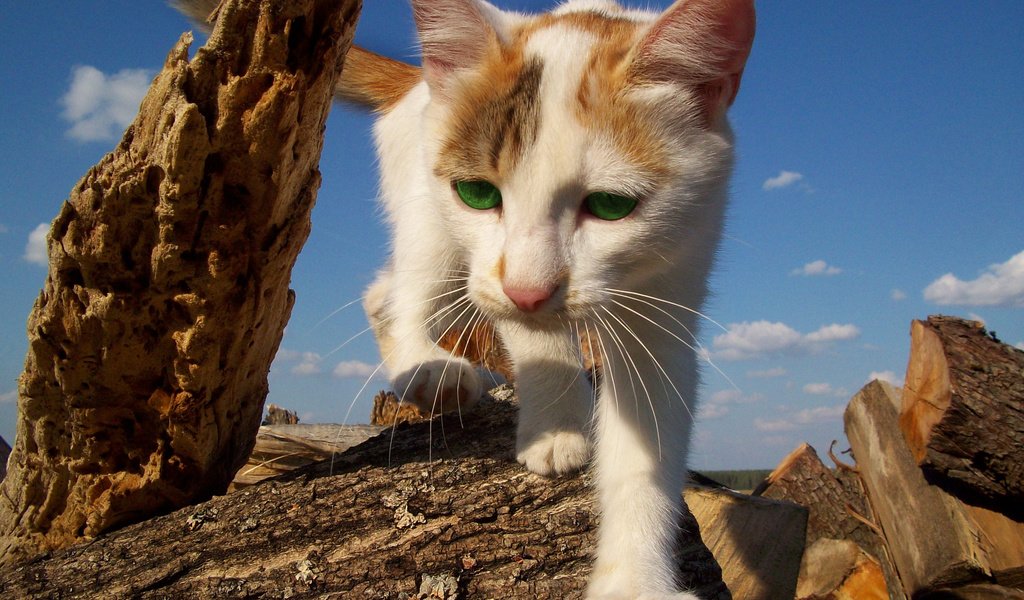 Обои природа, кот, кошка, прогулка, зеленые глаза, рыже-белый, nature, cat, walk, green eyes, red-white разрешение 2560x1600 Загрузить